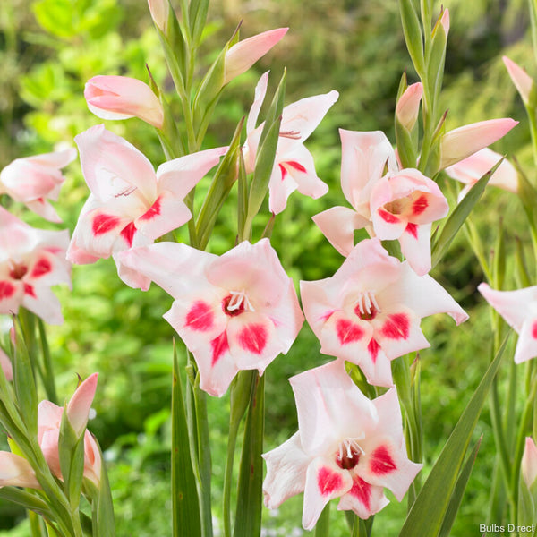 Elvira Gladioli Nanus | Order Gladioli Bulbs Online | Bulbs Direct NZ