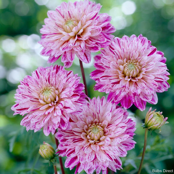 Smokey Dahlias Order Dahlia Tubers Online Bulbs Direct