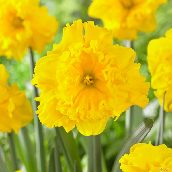 Gold Disc Daffodils | Order Daffodil Bulbs Online | Bulbs Direct NZ