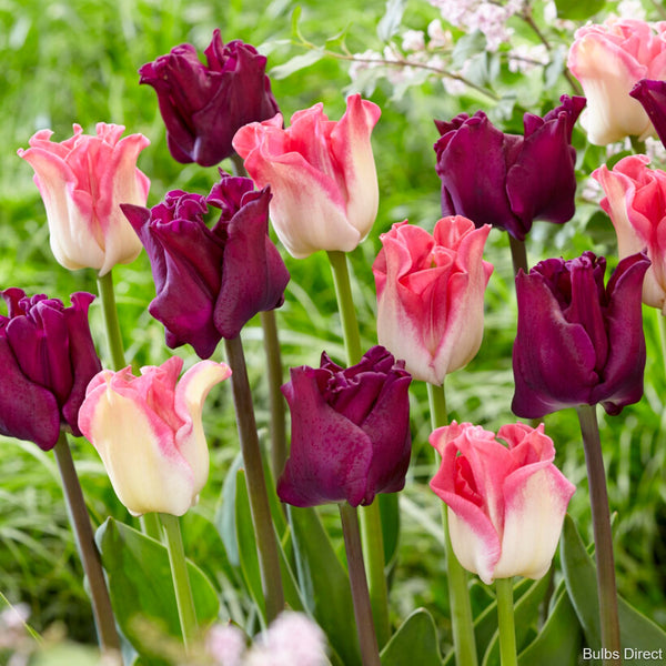Royal Mixed Tulips Buy Tulip Bulbs Bulbs Direct NZ