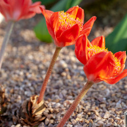 Blood Lily