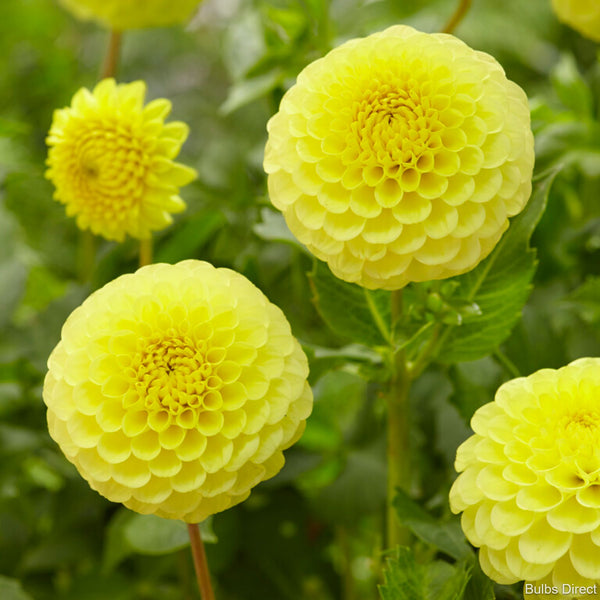 Golden Torch