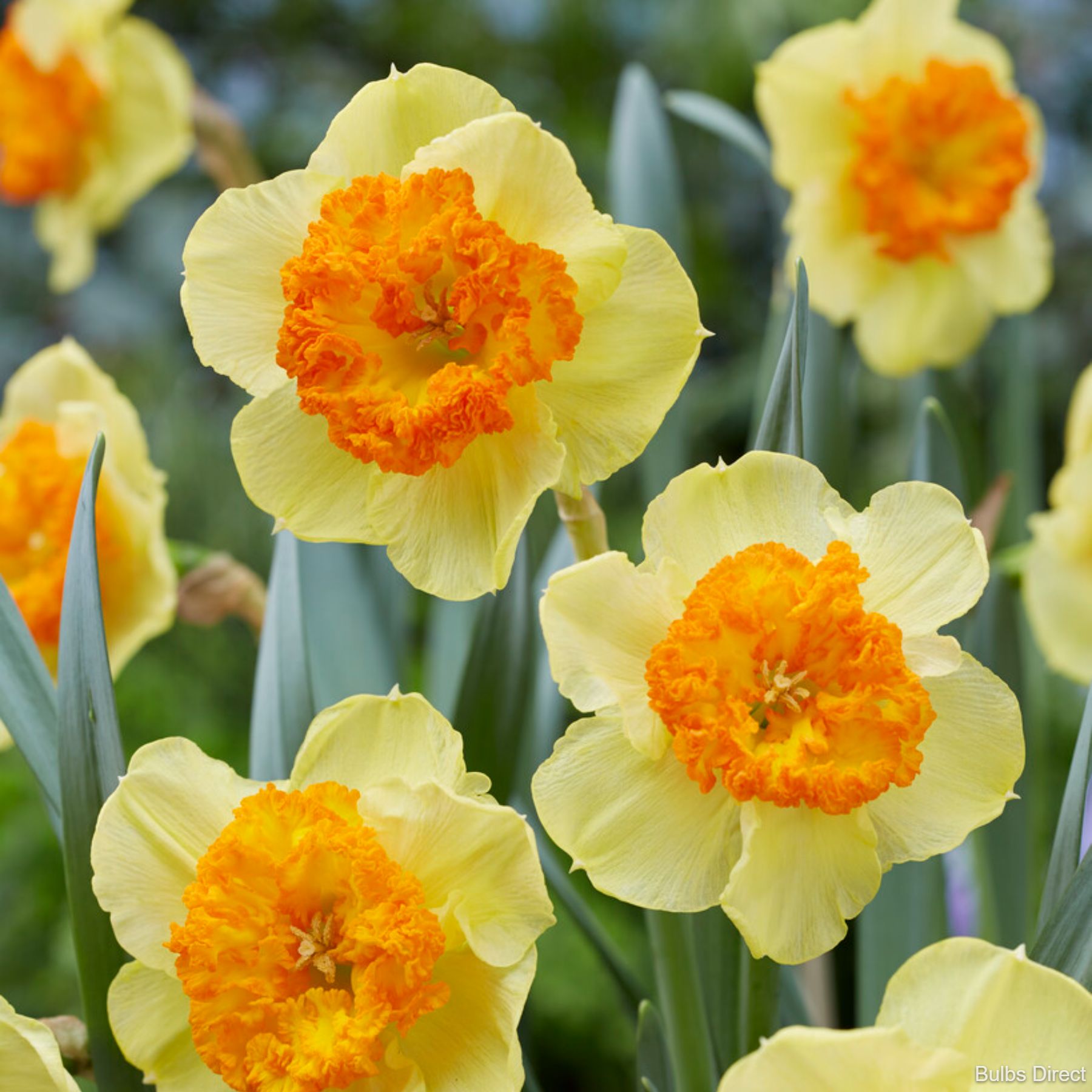 Berlin Daffodil | Order Daffodil Bulbs Online | Bulbs Direct