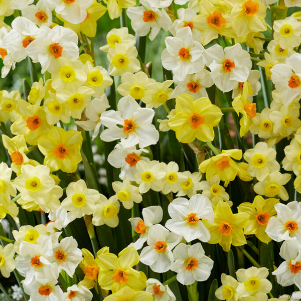 Scented Mix