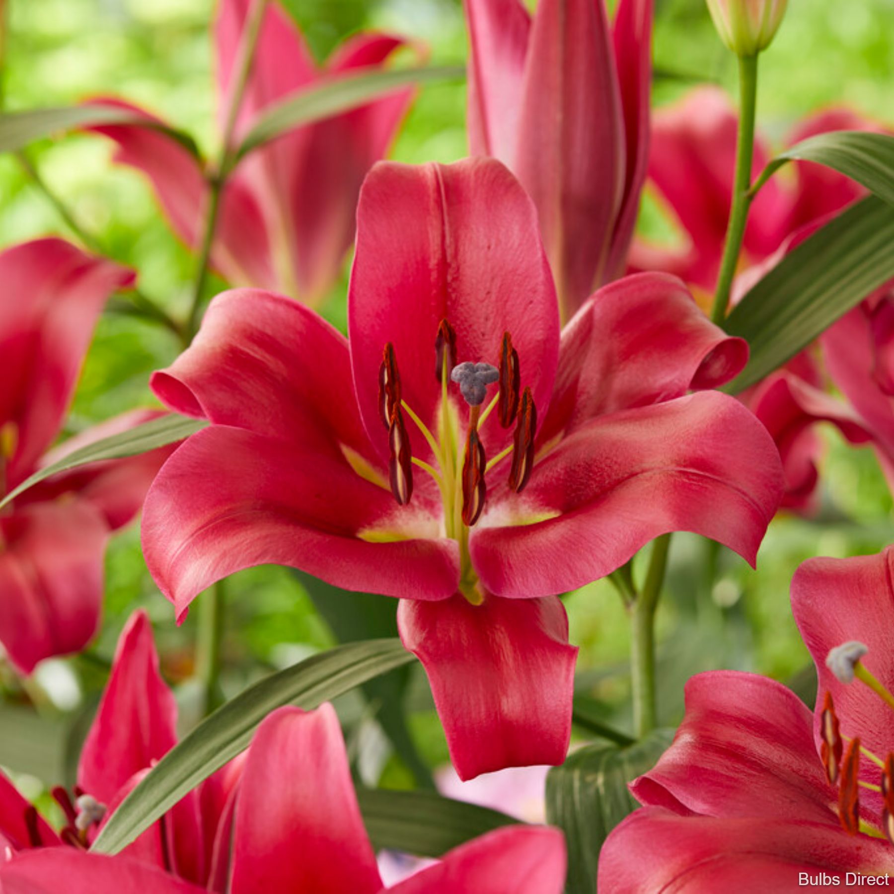 Red Desire Oriental Lily | Buy Lily Bulbs online | Bulbs Direct NZ