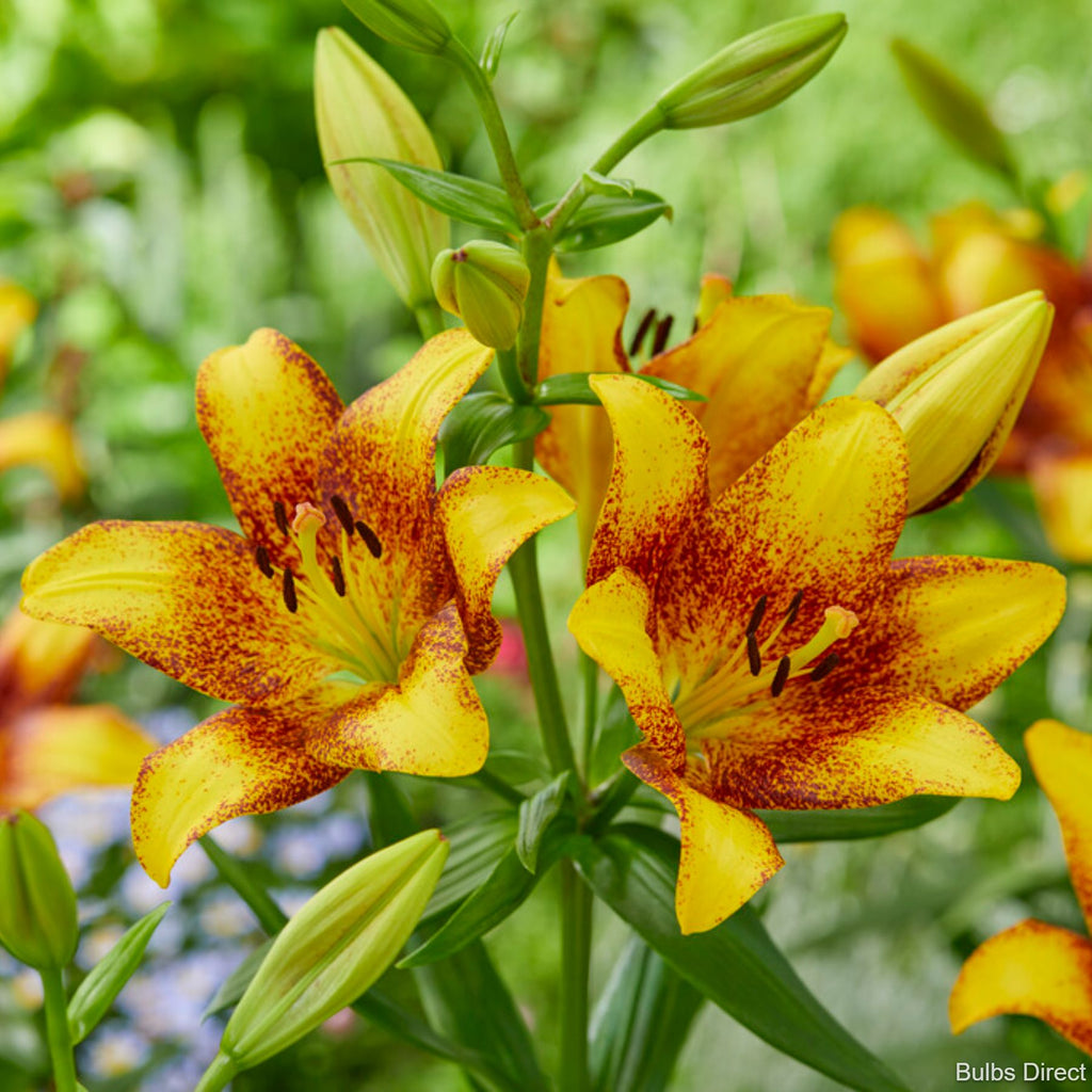 Sweet Valley LA Hybrid Lily | Order Lily Bulbs online | Bulbs