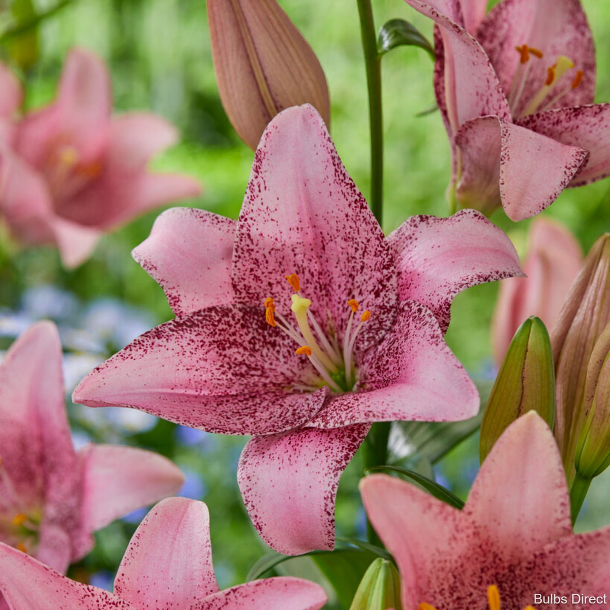 asiatic lily gironde Gironde Asiatic Lily | Order Lily Bulbs online