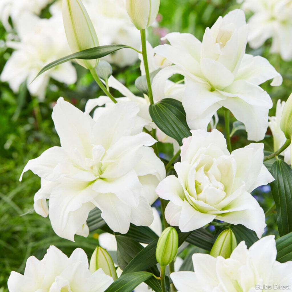 Snowboard Oriental Lily | Order Lily Bulbs online | Bulbs Direct NZ
