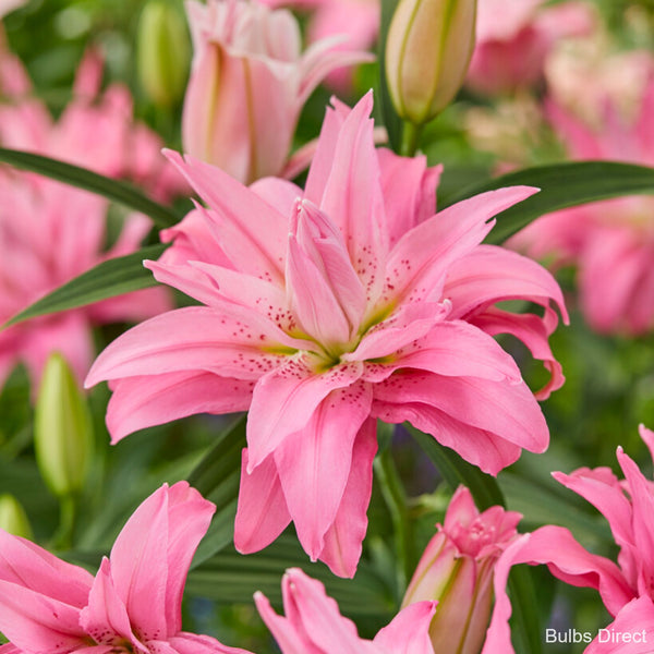 Bulbs Direct Diantha Oriental Lily | Order Lily Bulbs online | Bulbs Direct NZ