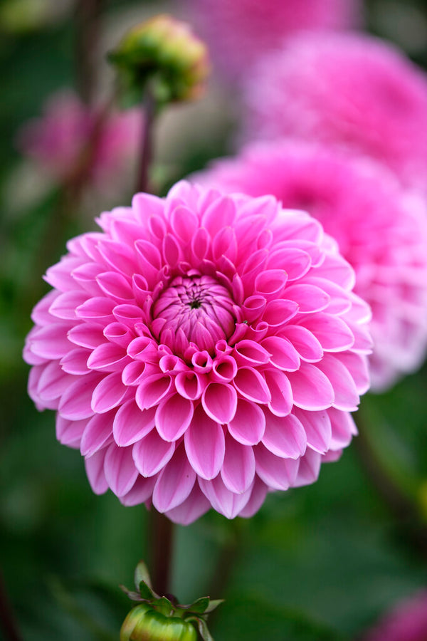 Pink Sylvia