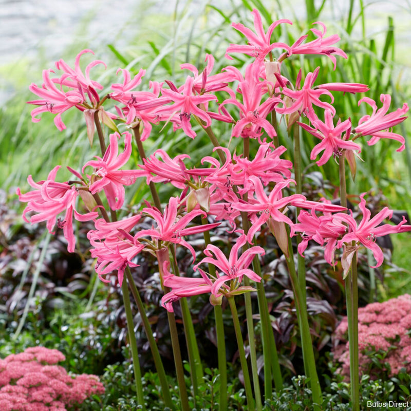 anastasia lily flower Anastasia Amarine | Buy Amarine Bulbs online