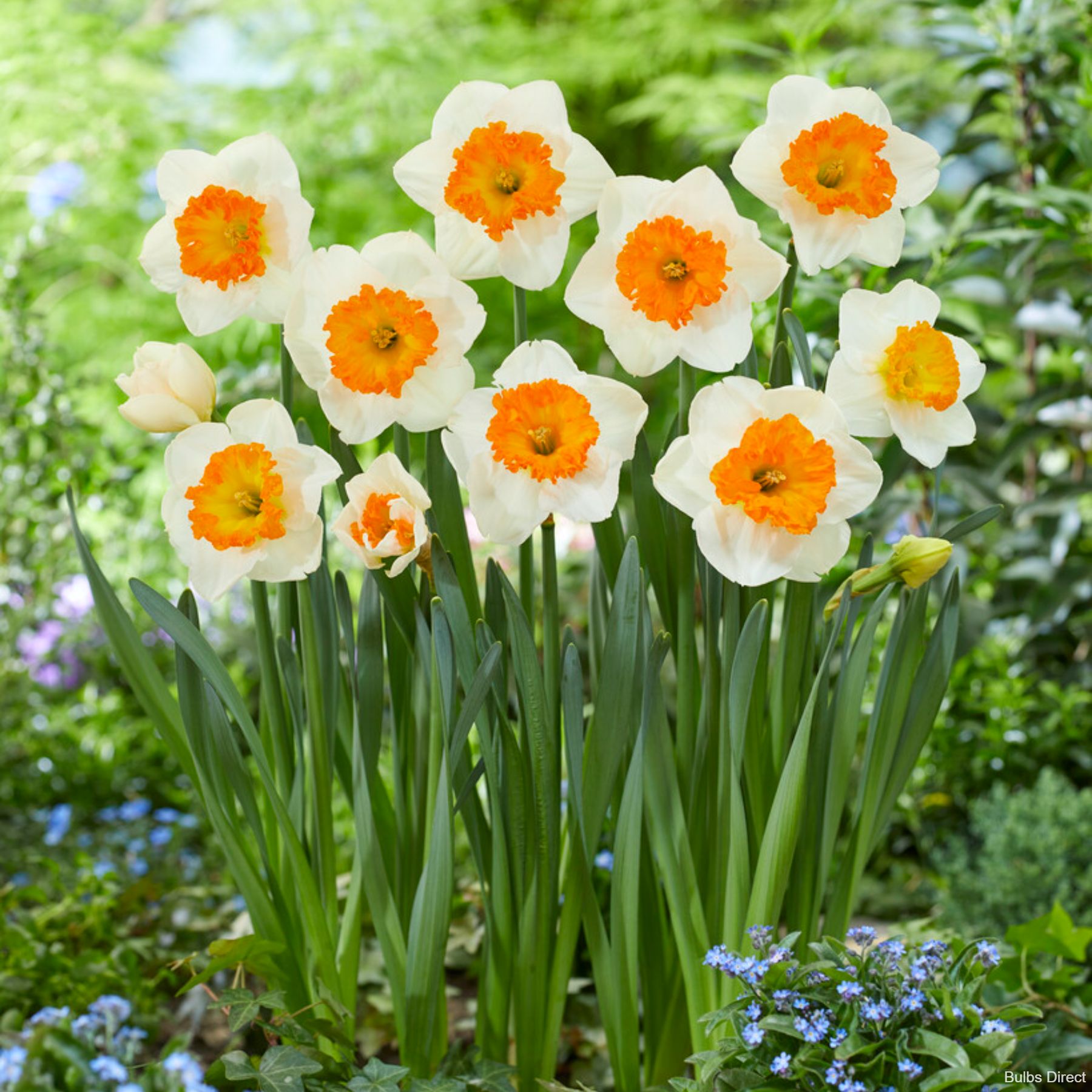 Gentle Giant Daffodils | Order Daffodil Bulbs Online | Bulbs Direct NZ