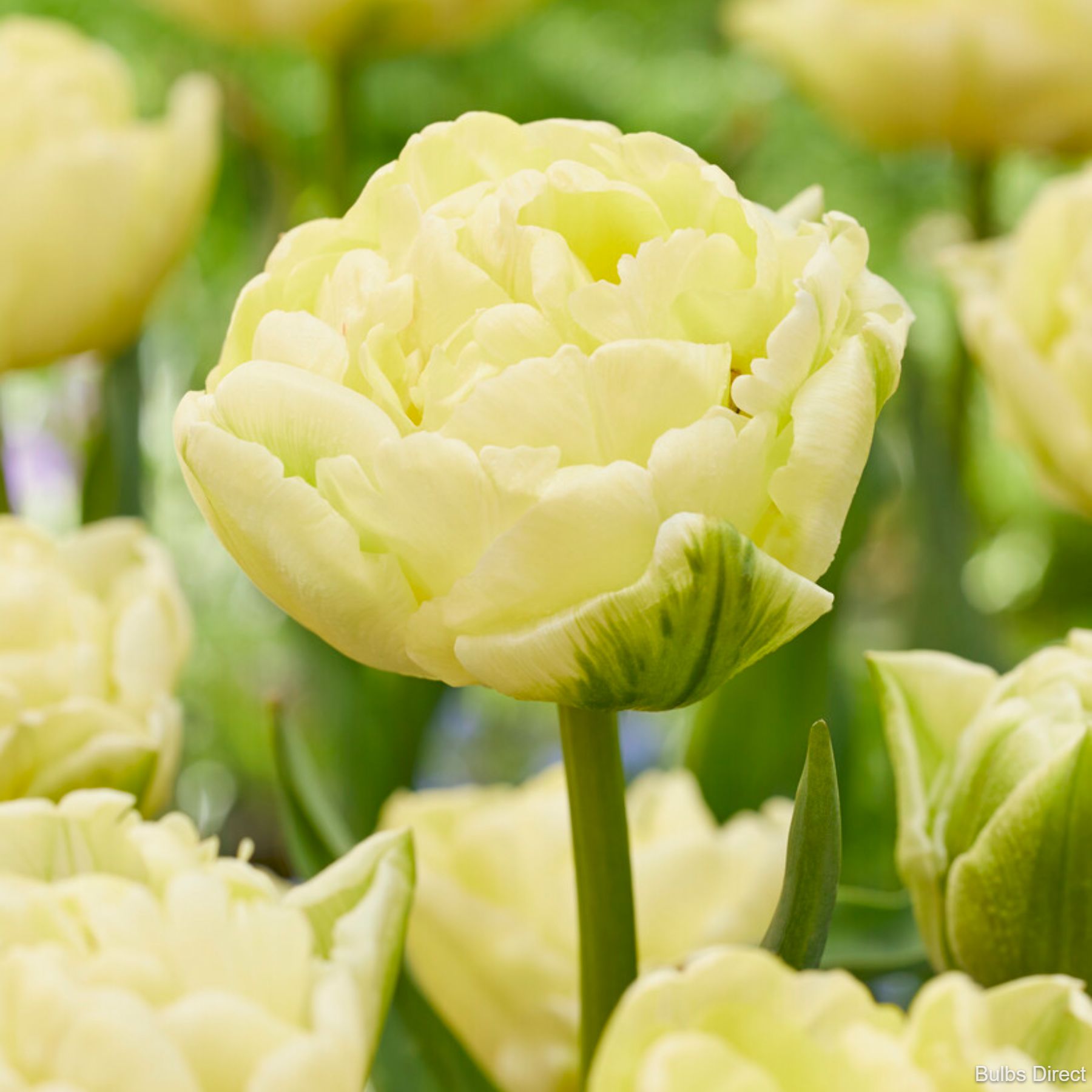 Tulip Avant Garde | Buy Tulip Bulbs online | Bulbs Direct NZ