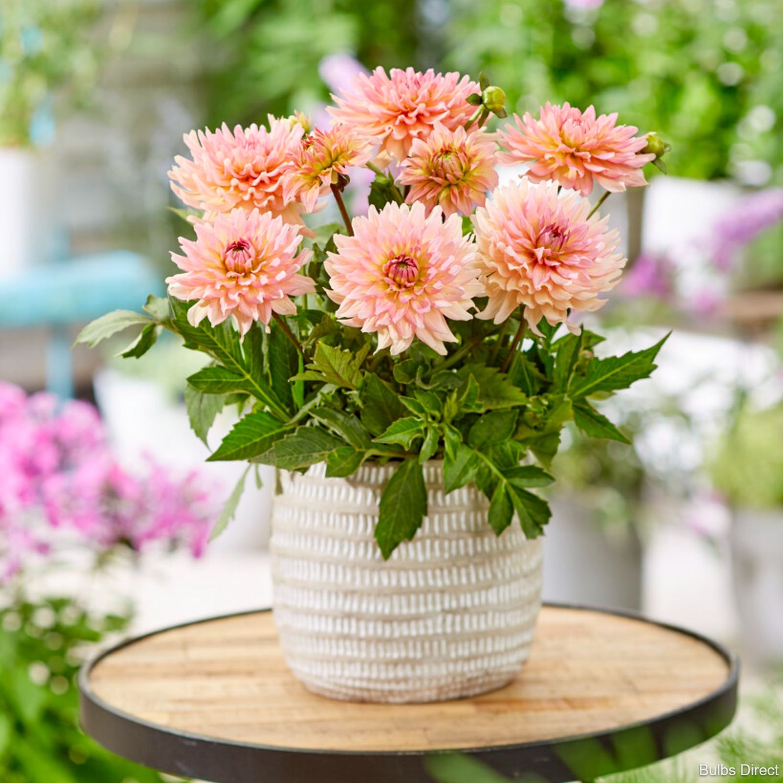 Leonardo Dahlias | Order Dahlia Tubers online - Bulbs Direct NZ