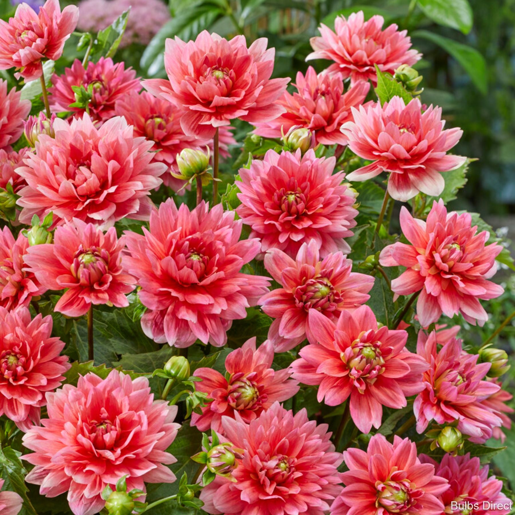 Berliner Kleene Dahlias | Order Dahlia Tubers online - Bulbs Direct NZ
