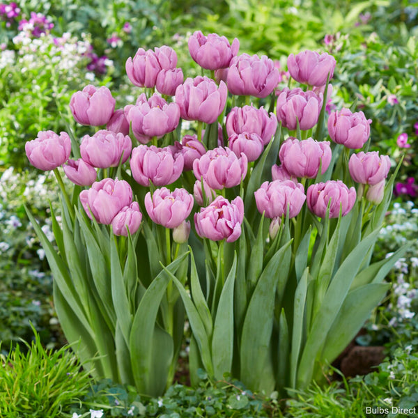 Bulbs Direct Kickstart Tulips | Buy Tulip Bulbs online | Bulbs Direct NZ