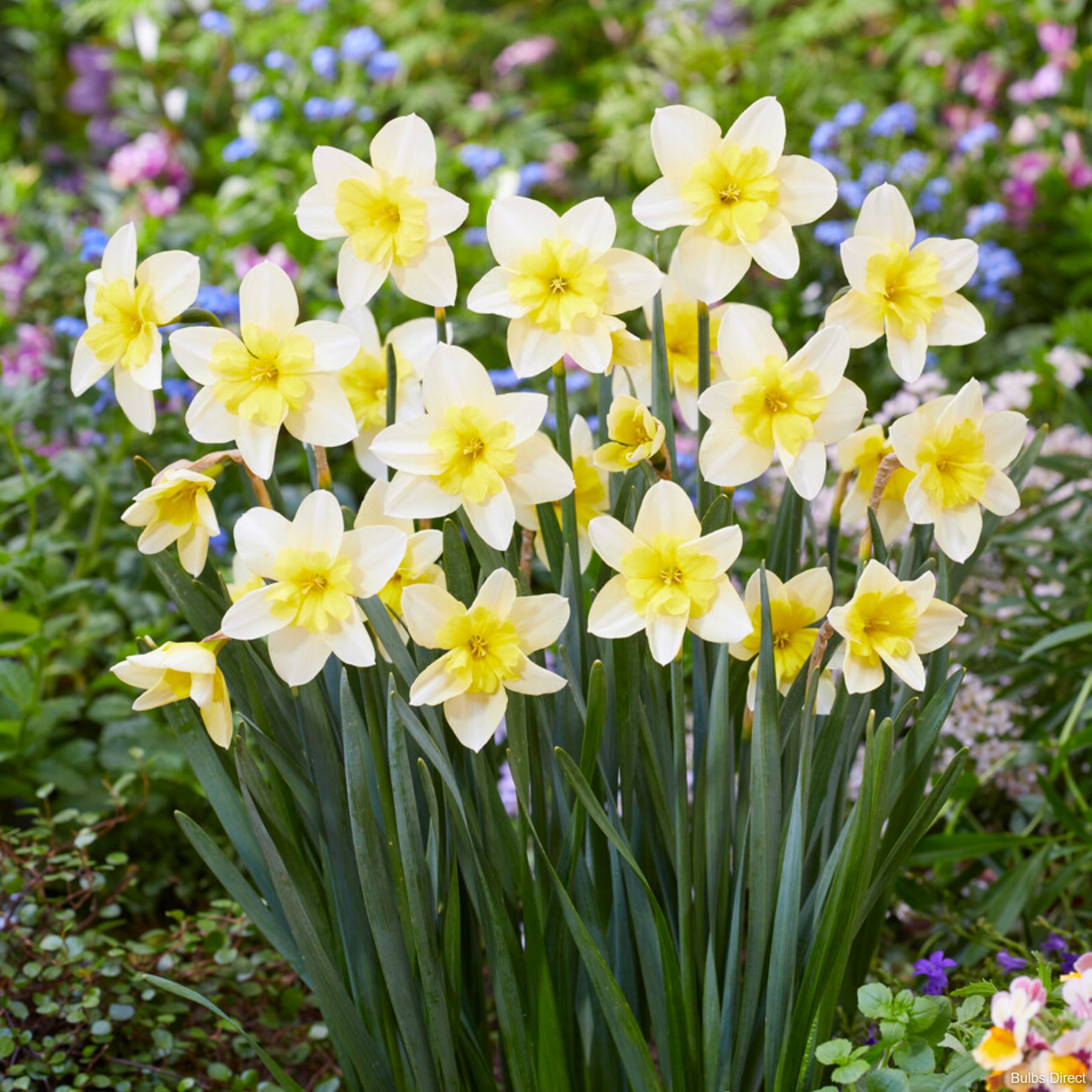 Bella Estrella Daffodils | Order Daffodil Bulbs Online | Bulbs Direct NZ