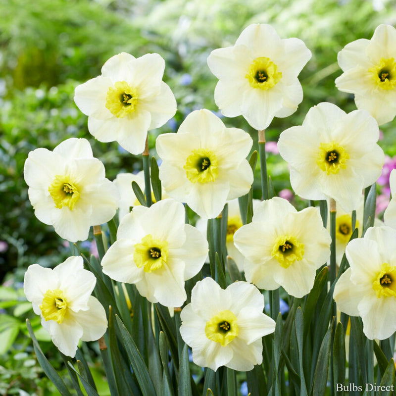 Bulbs Direct Mint Julep Daffodils | Order Daffodil Bulbs online | Bulbs Direct NZ