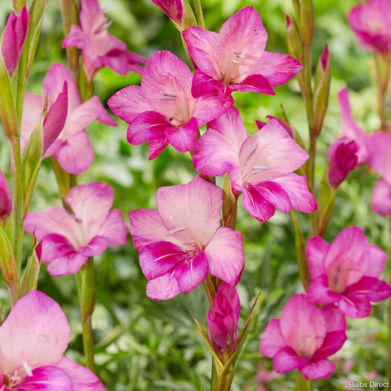Bulbs Direct Summer Jewel Gladioli Nanus | Order Gladioli Bulbs Online | Bulbs Direct NZ