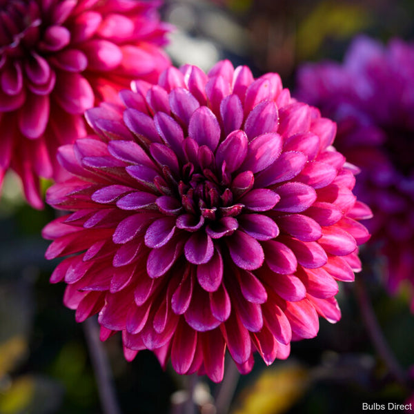 Purple Flame