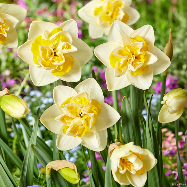 Double Star Daffodils | Order Daffodil Bulbs online | Bulbs Direct NZ