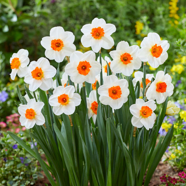 Barrett Browning Daffodil | Order Daffodil Bulbs online | Bulbs Direct