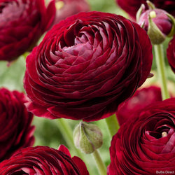 Ranunculus - Mahogany