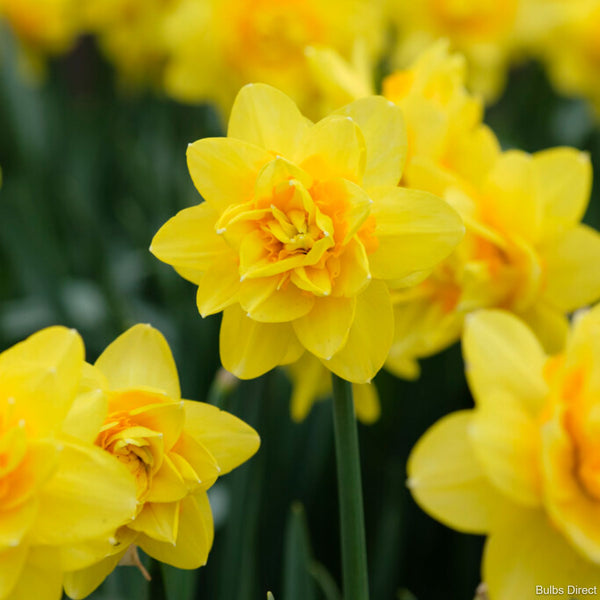 Twinflower Daffodil | Order Daffodil Bulbs today | Bulbs Direct NZ