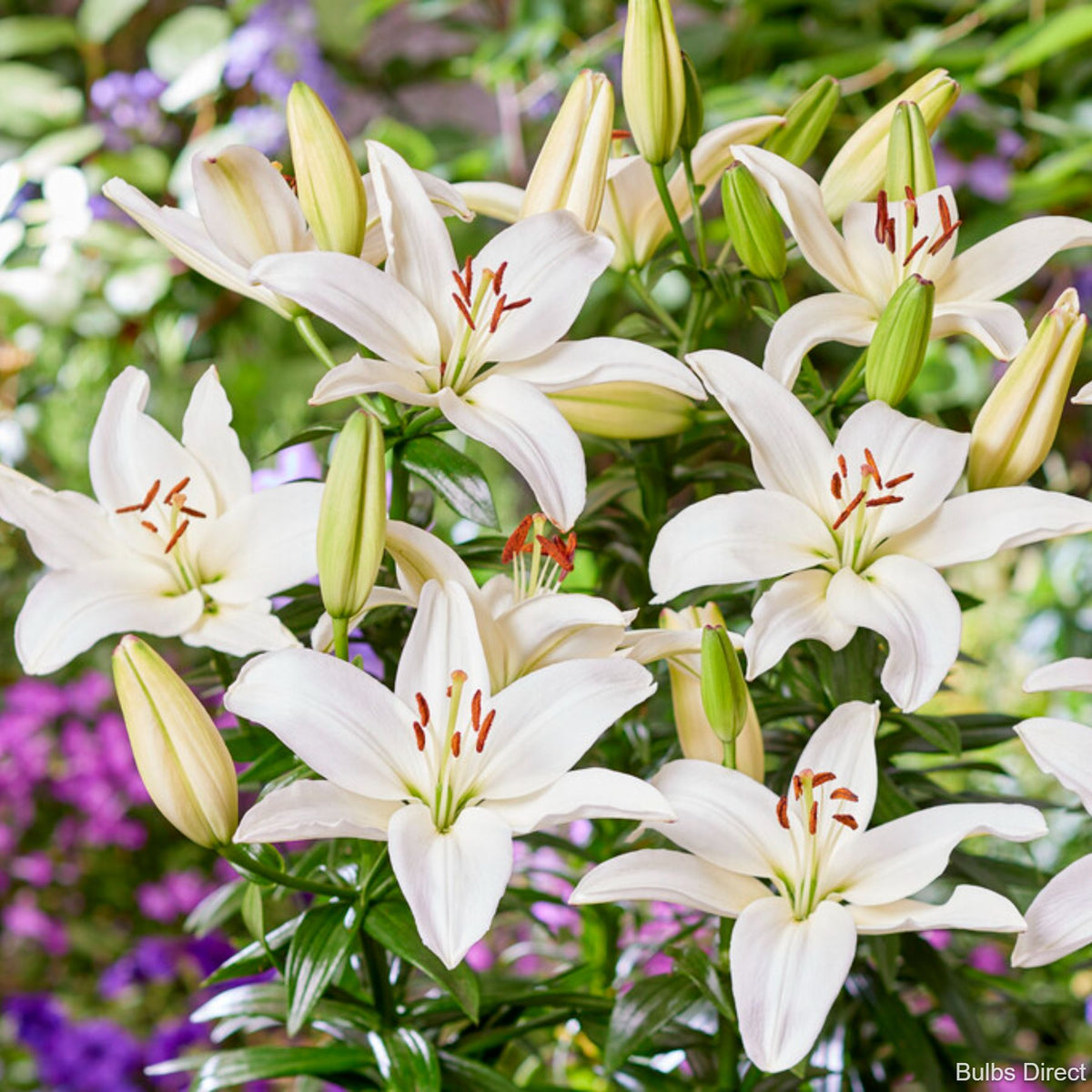 lionheart asiatic lily Lion Heart Asiatic Lilies | Buy Lily Bulbs online