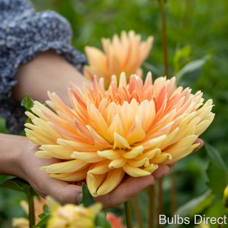 Motto Dahlias | Order your Dahlia Tubers online - Bulbs Direct NZ