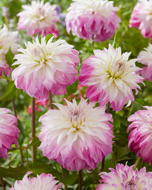 Pink Petticoat