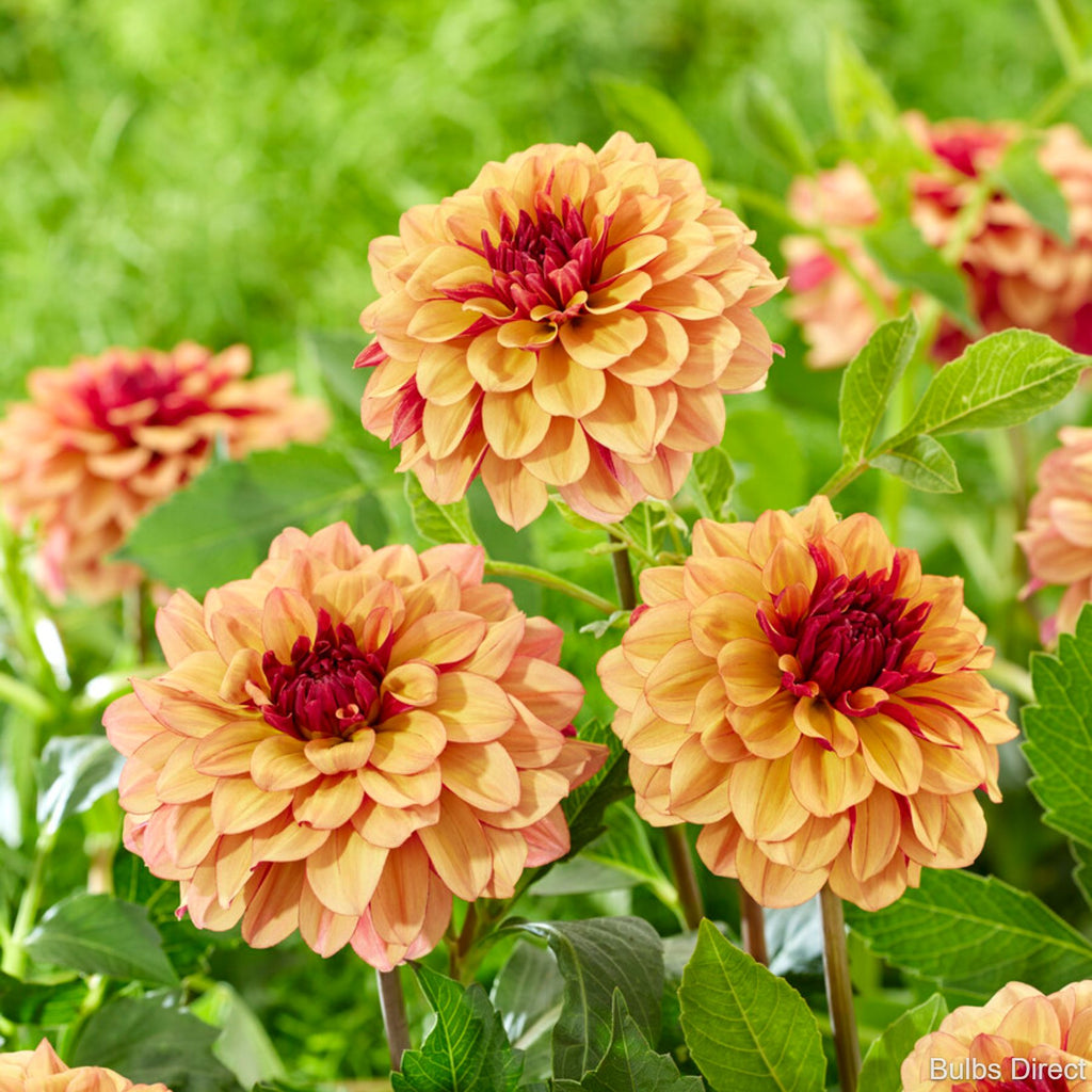 Creme de Cognac Dahlia | Order Dahlia Tubers online - Bulbs Direct NZ