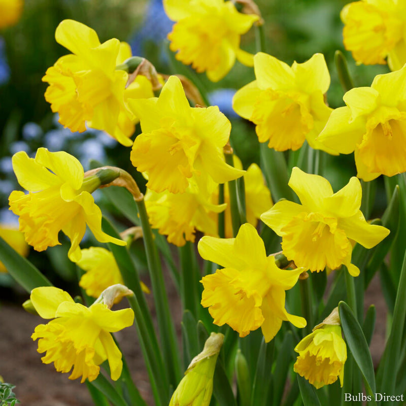 Yellow Wonder Daffodils | Order Daffodil Bulbs online | Bulbs Direct NZ