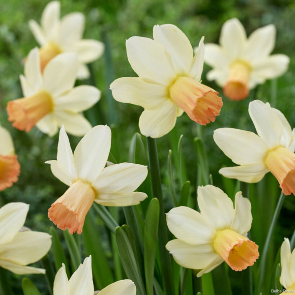 Bright Day Daffodils | Order Daffodil Bulbs online | Bulbs Direct NZ