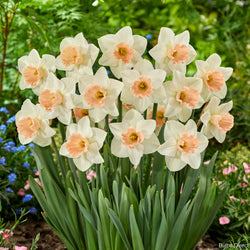 Sofia Daffodils | Order Dwarf Daffodil Bulbs online | Bulbs Direct NZ