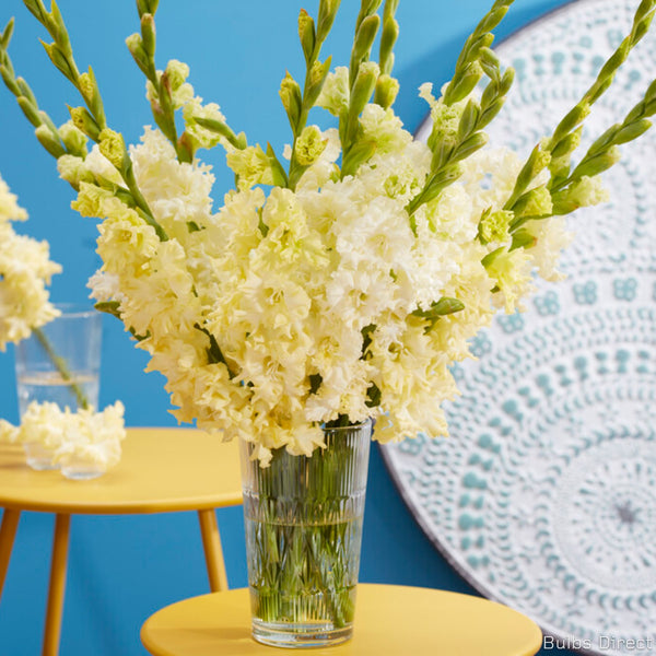 Sweet Crystal Gladioli | Order Gladioli Bulbs online - Bulbs Direct NZ