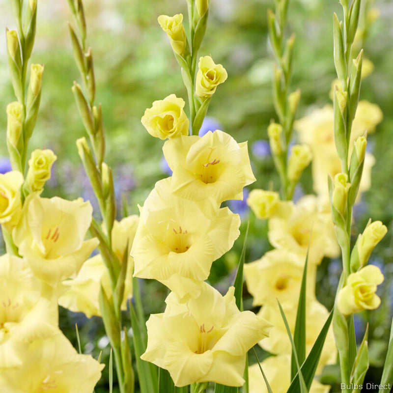 Bulbs Direct Bananarama Gladioli | Order Gladioli Bulbs online - Bulbs Direct NZ