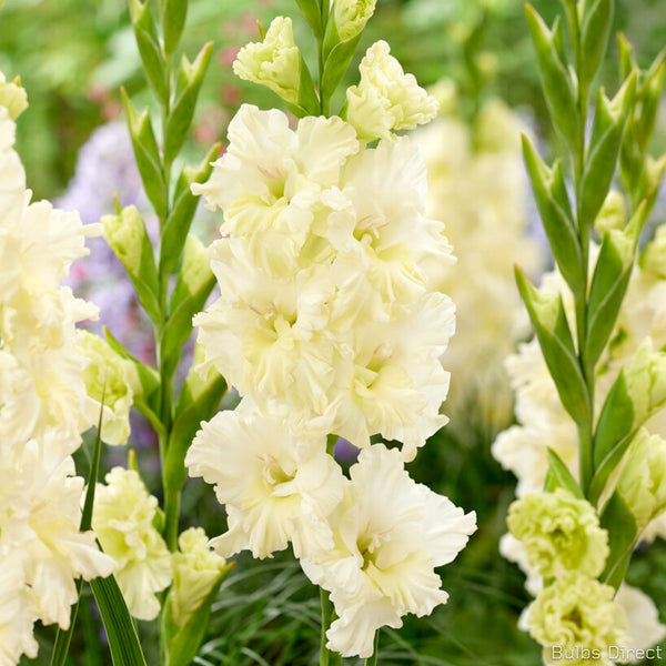 Sweet Crystal Gladioli | Order Gladioli Bulbs online - Bulbs Direct NZ
