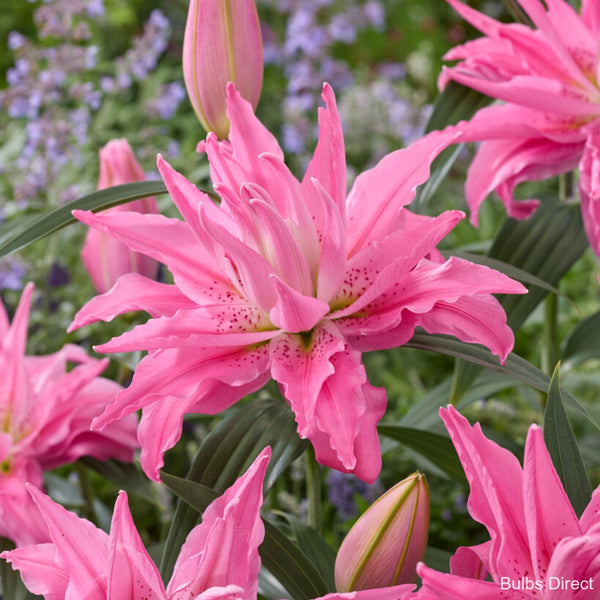 Kadango Oriental Lily | Order Lily Bulbs online | Bulbs Direct NZ