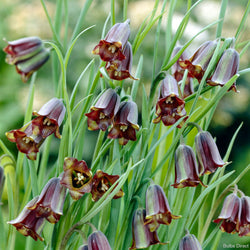 Bulbs Direct Fritillaria Elwesii | Buy Fritillaria Bulbs Online | Bulbs Direct NZ