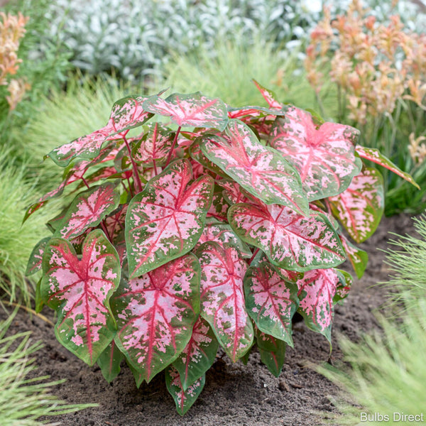 Bulbs Direct Caladium Cherry Blossom – Bulbs Direct