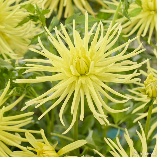 Grysons Yellow Spider