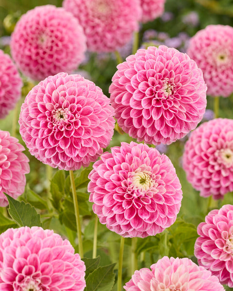 Marshmallow Baby Dahlias | Order Dahlia Tubers online - Bulbs Direct NZ