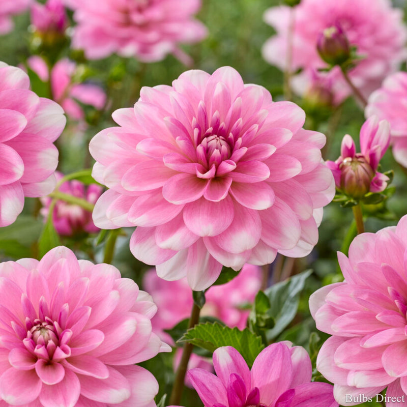 Pink Perception Dahlias | Order Dahlia Tubers online - Bulbs Direct NZ