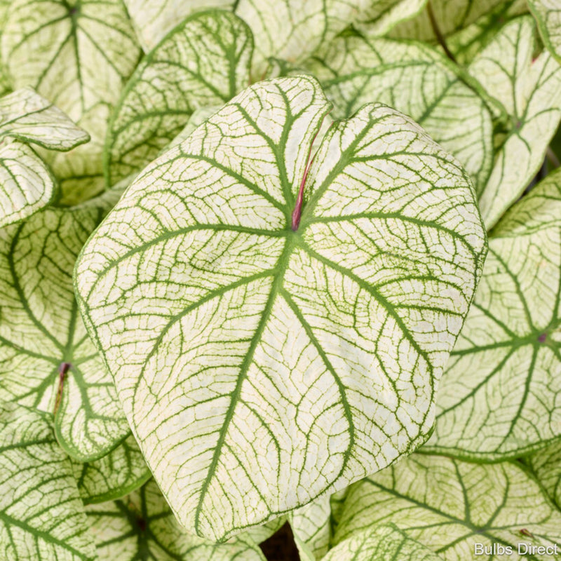 Candidum SR