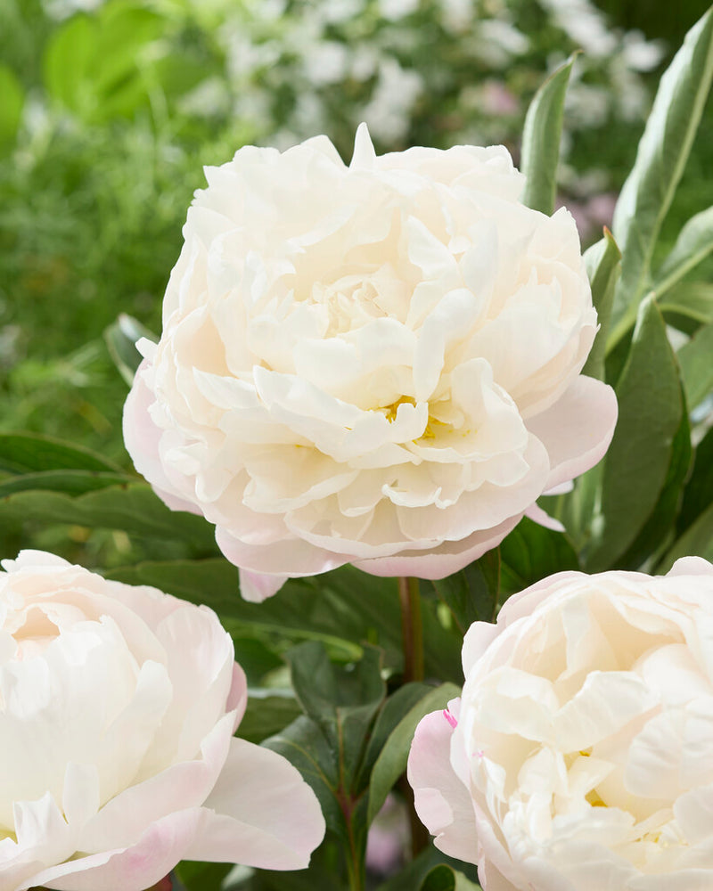Gardenia