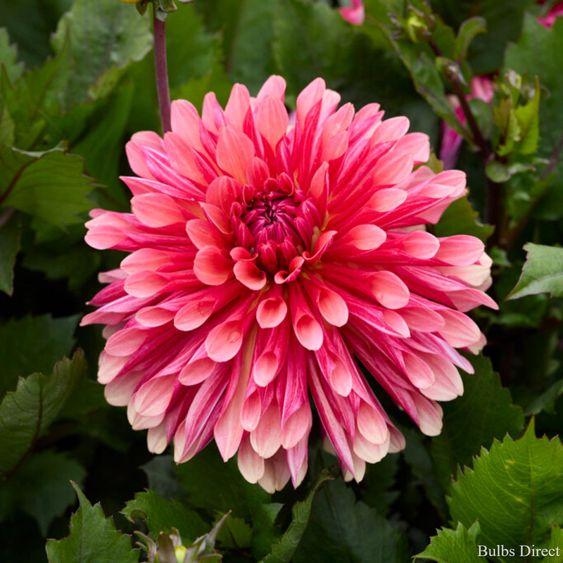 Missis Dutch Dahlia | Buy Dahlias online | Bulbs Direct