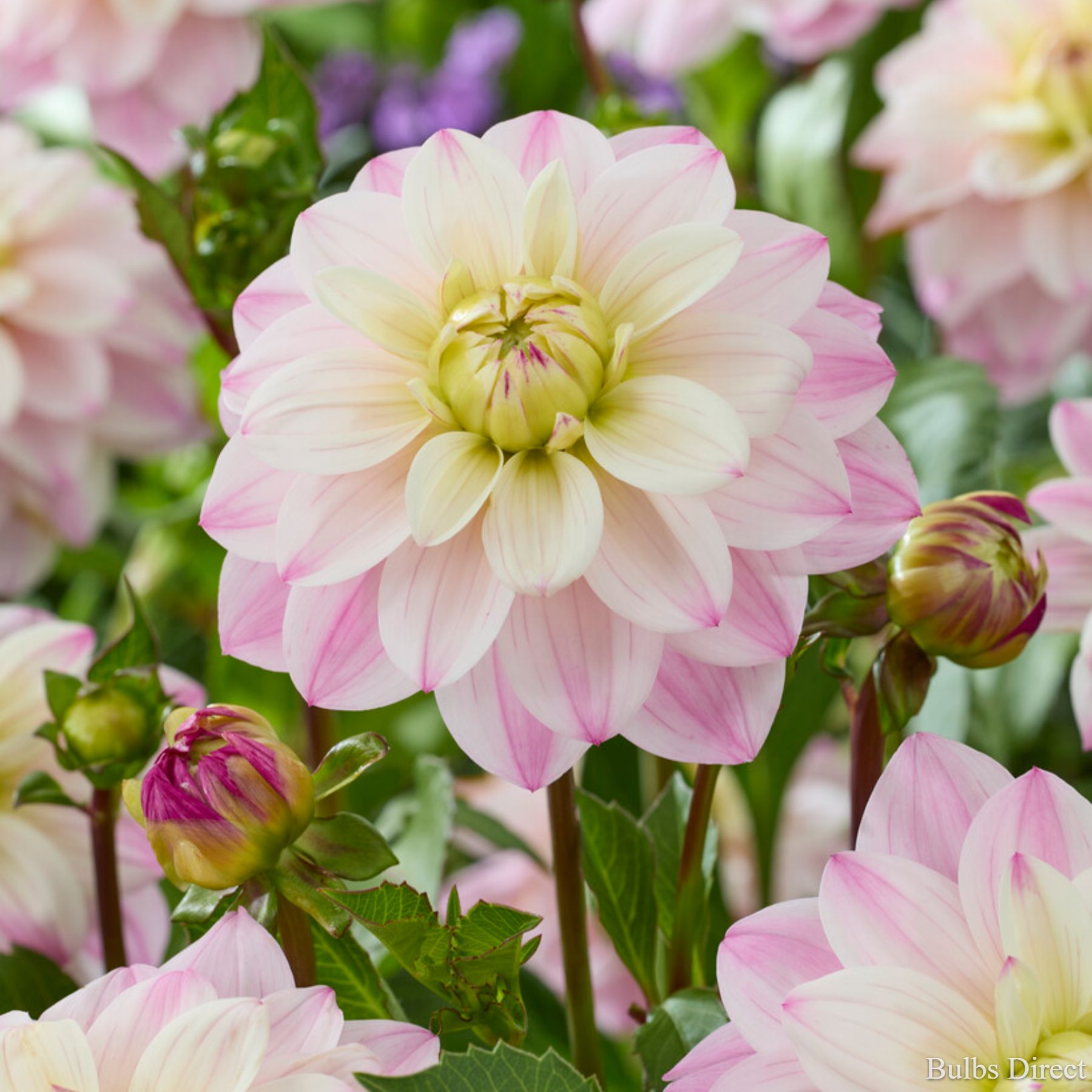 Bulbs Direct Orion Dahlias | Order Dahlia Tubers online - Bulbs Direct NZ