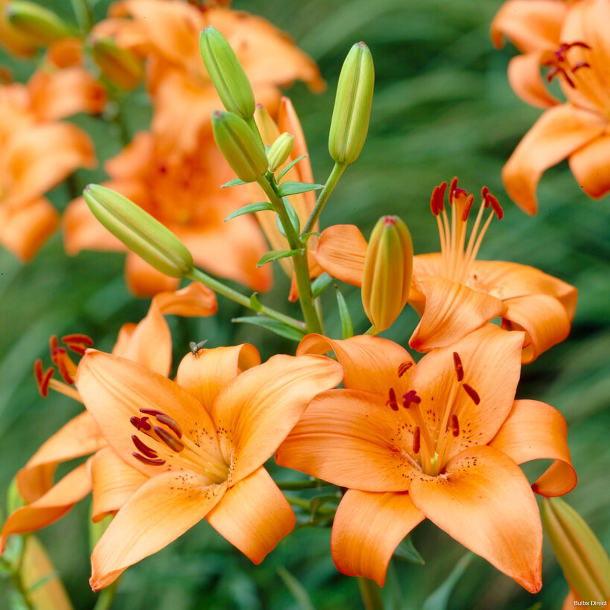 lionheart asiatic lily Lion Heart Asiatic Lilies | Buy Lily Bulbs online