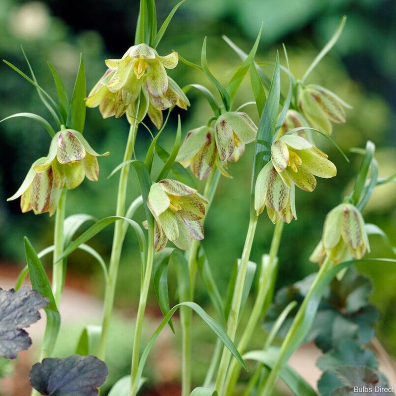 Bulbs Direct Fritillaria Hermonis | Buy Fritillaria Bulbs Online | Bulbs Direct NZ
